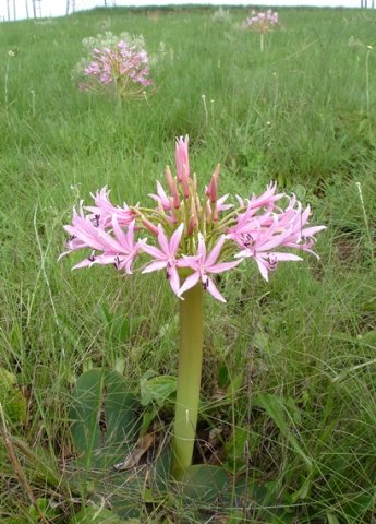 Brunsvigia radulosa flowering in the grass